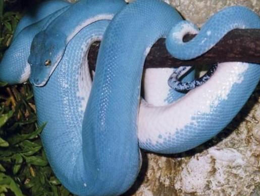 蓝蛇最全游戏攻略解说_蓝蛇最新游戏技巧通关