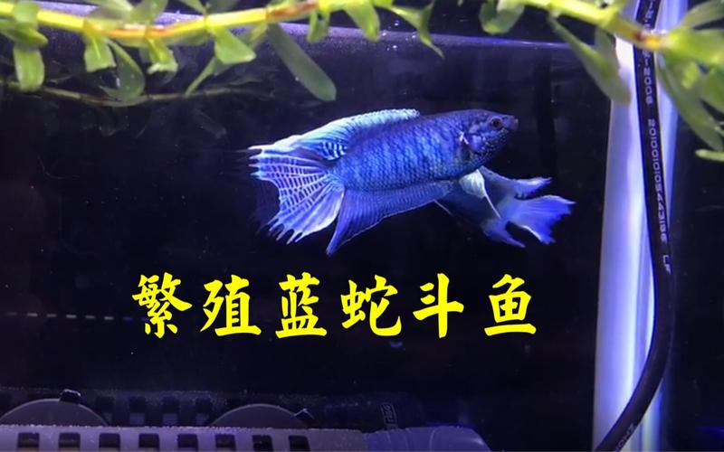 蓝蛇最全游戏攻略解说_蓝蛇最新游戏技巧通关