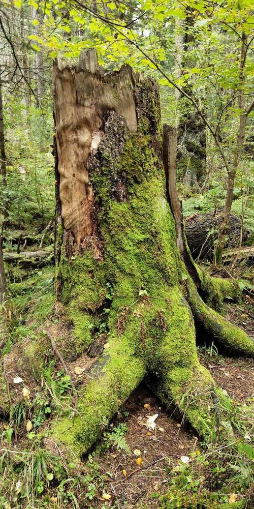 地下森林逃跑手游下载_地下森林逃跑官网下载_手机安卓苹果app