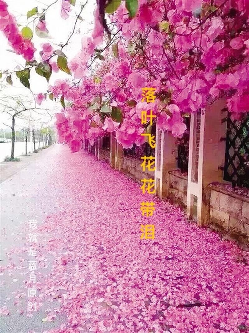 落叶飞花最全游戏攻略解说_落叶飞花最新游戏技巧通关