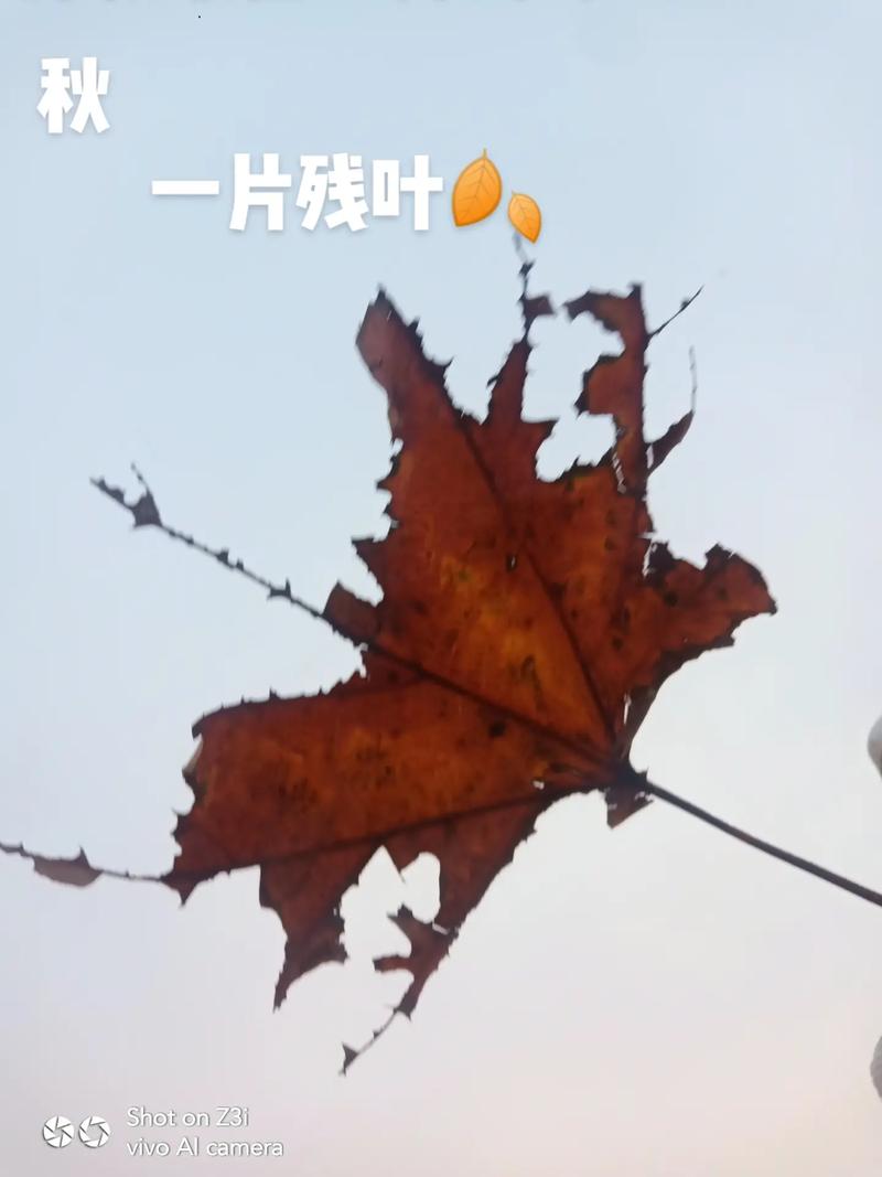 落叶之秋最全游戏攻略解说_落叶之秋最新游戏技巧通关