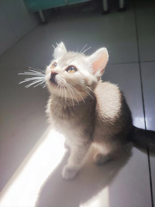 萌小喵最全游戏攻略解说_萌小喵最新游戏技巧通关