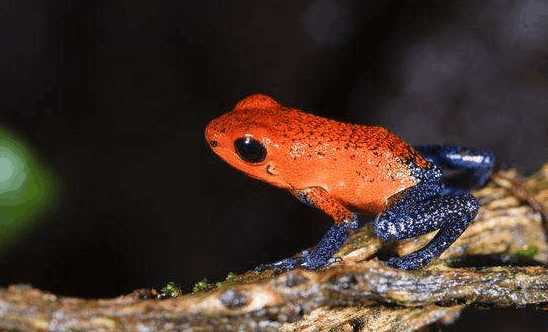 莽牯朱蛤最全游戏攻略解说_莽牯朱蛤最新游戏技巧通关