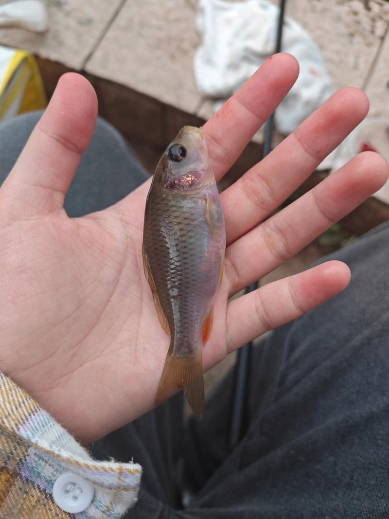 荷花鲤最全游戏攻略解说_荷花鲤最新游戏技巧通关