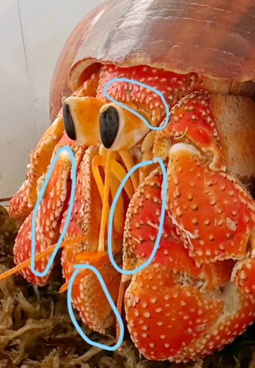 草莓寄居蟹最全游戏攻略解说_草莓寄居蟹最新游戏技巧通关