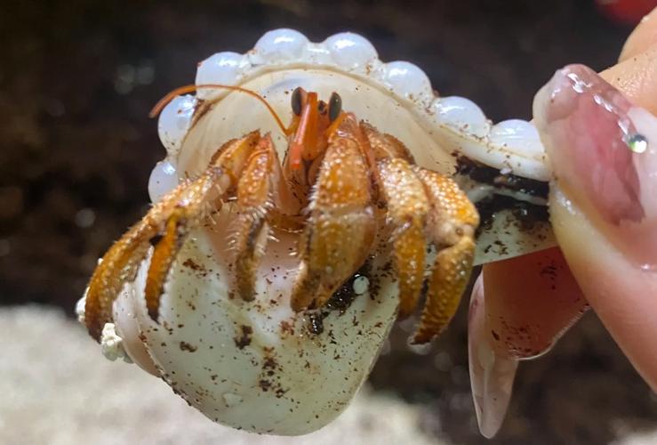 草莓寄居蟹最全游戏攻略解说_草莓寄居蟹最新游戏技巧通关