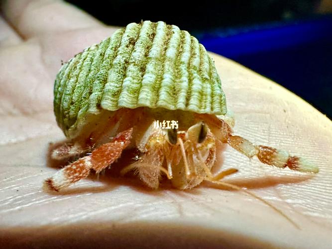 草莓寄居蟹最全游戏攻略解说_草莓寄居蟹最新游戏技巧通关