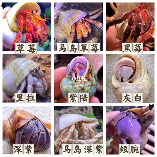 草莓寄居蟹最全游戏攻略解说_草莓寄居蟹最新游戏技巧通关