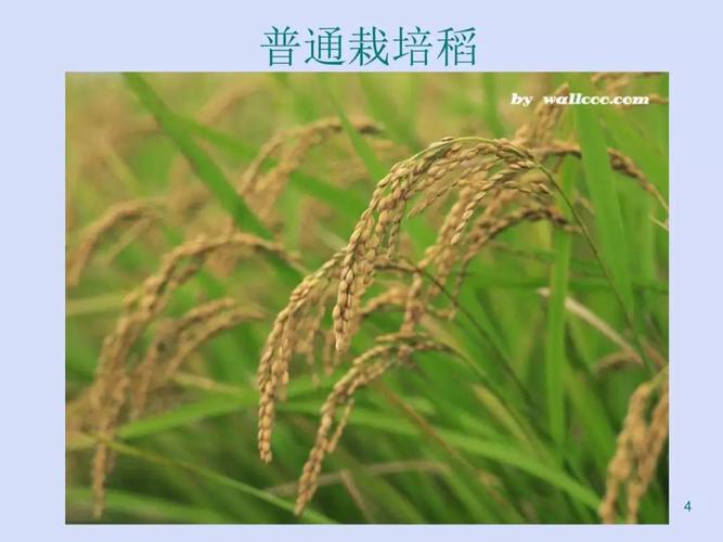 草属全流程攻略秘籍_草属新手入门到精通技巧