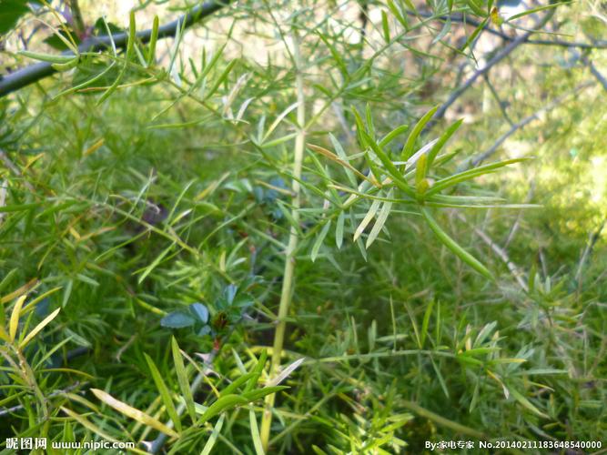 草属全流程攻略秘籍_草属新手入门到精通技巧