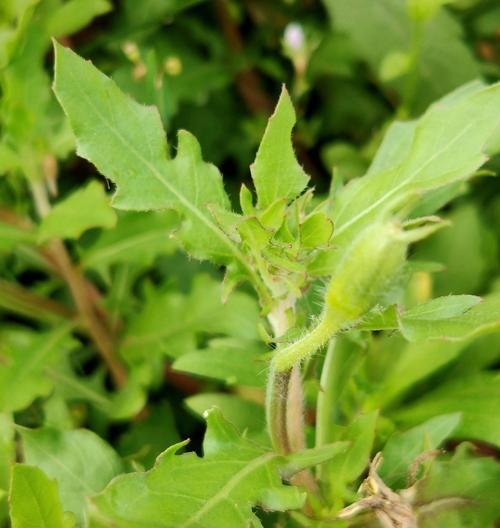 草属全流程攻略秘籍_草属新手入门到精通技巧