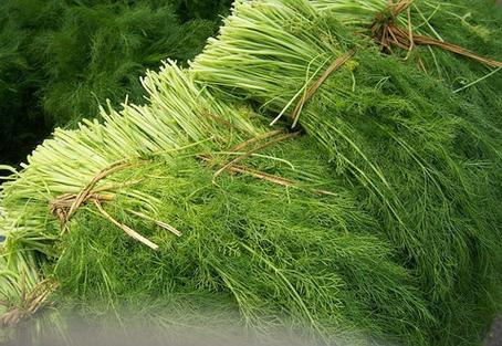 草属全流程攻略秘籍_草属新手入门到精通技巧