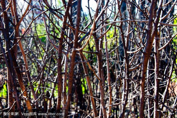 荆棘丛最全游戏攻略解说_荆棘丛最新游戏技巧通关