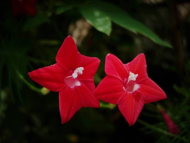 茑萝花最全游戏攻略解说_茑萝花最新游戏技巧通关