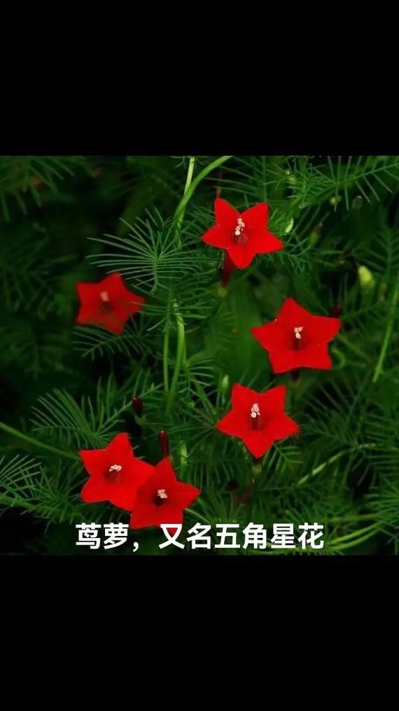 茑萝花最全游戏攻略解说_茑萝花最新游戏技巧通关