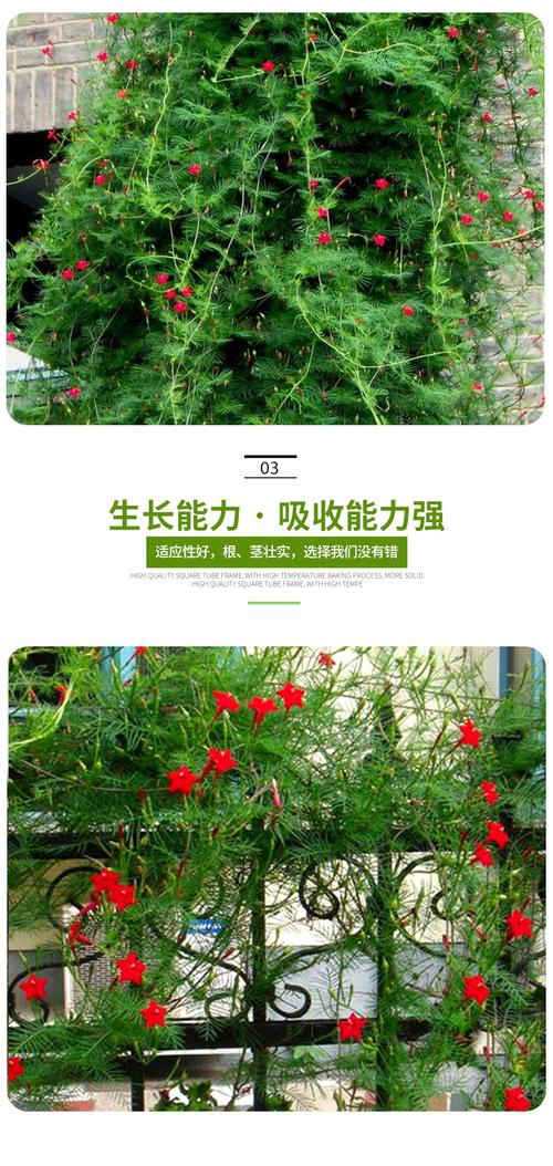 茑萝花最全游戏攻略解说_茑萝花最新游戏技巧通关