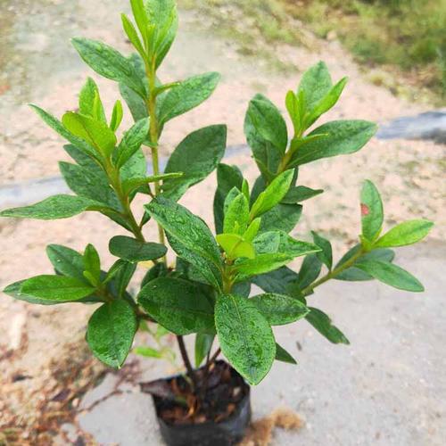 苗花游戏最全攻略解说_苗花游戏最新技巧通关