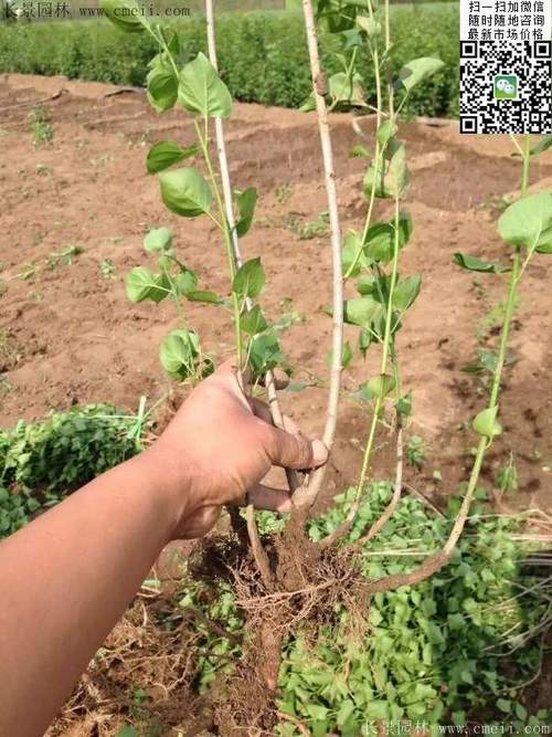 苗花游戏最全攻略解说_苗花游戏最新技巧通关