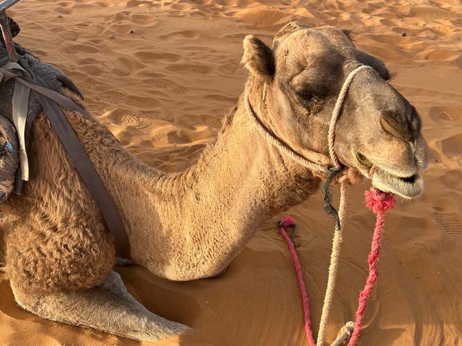 听声找动物游戏下载_听声找动物手游下载_听声找动物安卓苹果app