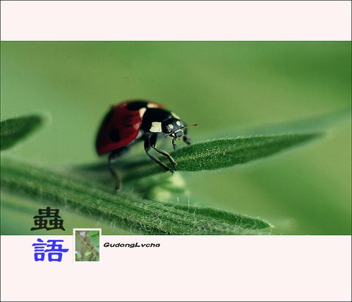 花虫游戏最全攻略解说_花虫游戏最新技巧通关