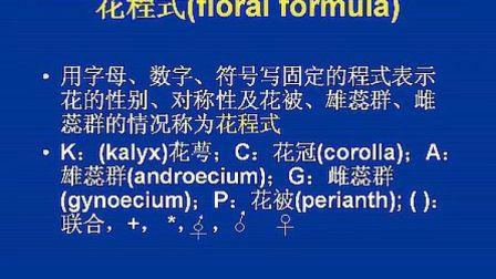 花符号游戏全攻略技巧解析_花符号最新通关秘籍