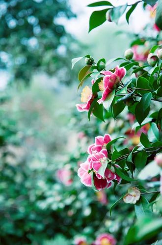 花种全流程攻略秘籍_花种最新玩法技巧汇总