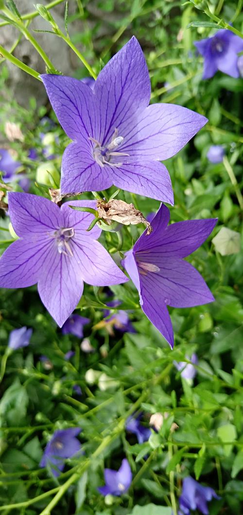 花种全流程攻略秘籍_花种最新玩法技巧汇总