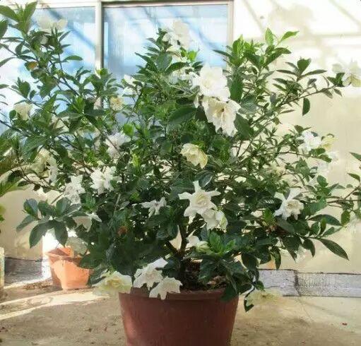 花榜全知道_花榜通关技巧秘籍