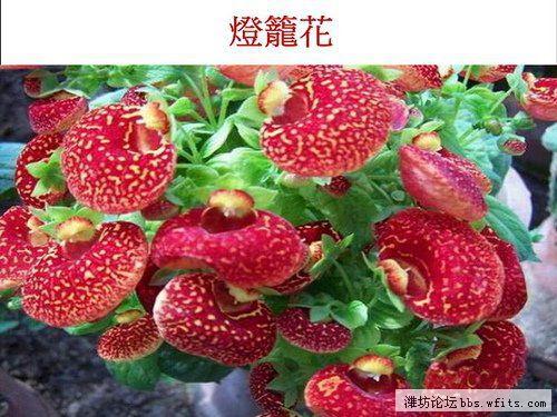 花榜全知道_花榜通关技巧秘籍