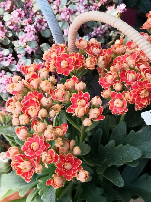 花榜全知道_花榜通关技巧秘籍