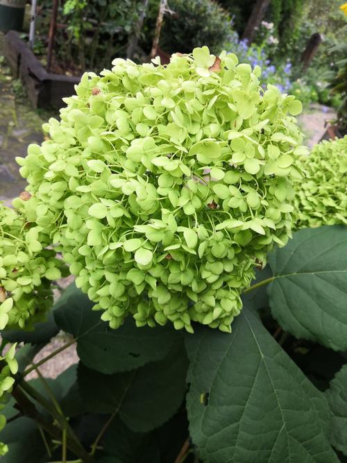 花总最新游戏攻略技巧全解_花总通关秘籍大公开