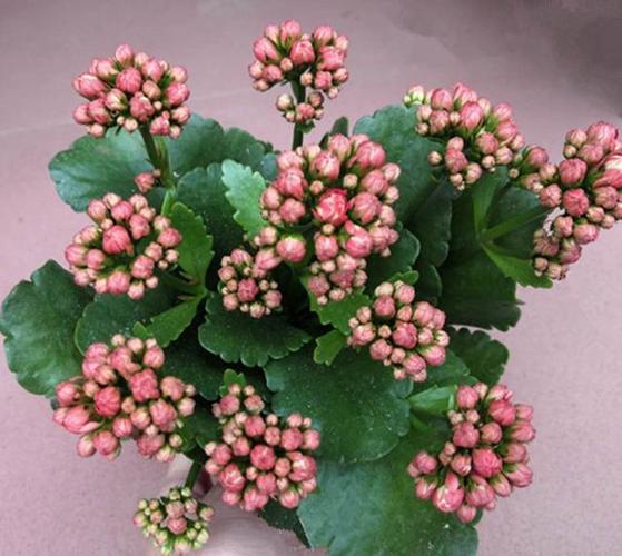 花总最新游戏攻略技巧全解_花总通关秘籍大公开