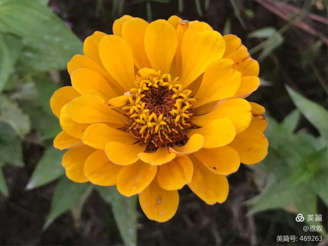 花总最新游戏攻略技巧全解_花总通关秘籍大公开