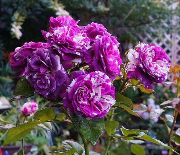 花总最新游戏攻略技巧全解_花总通关秘籍大公开