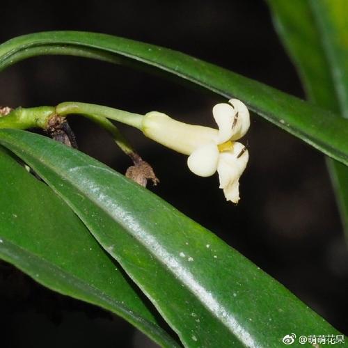 花呆最全游戏攻略解说_花呆最新游戏技巧通关