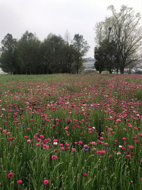花儿一朵朵最全游戏攻略解说_花儿一朵朵最新游戏技巧通关