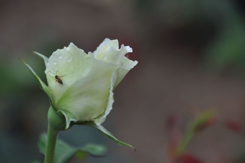 花之泪最全游戏攻略解说_花之泪最新游戏技巧通关