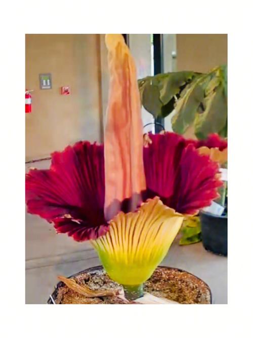 臭臭花进化全流程攻略_臭臭花进化进阶技巧