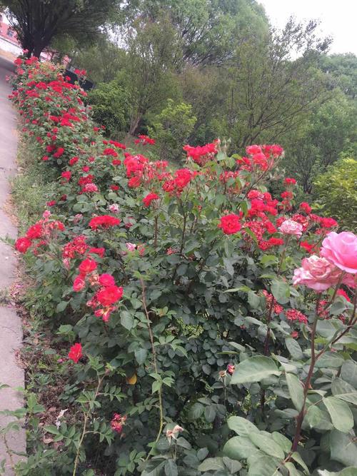 同心协力大冒险手游下载_同心协力大冒险官网下载_手机安卓苹果app