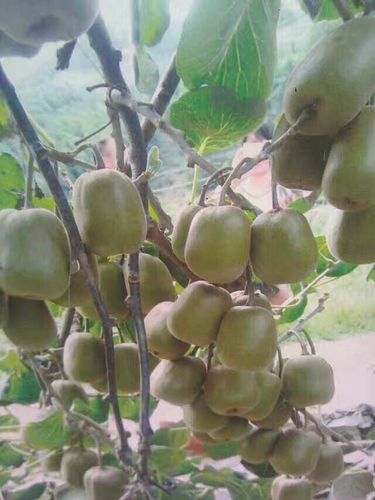 同心协力大冒险手游下载_同心协力大冒险官网下载_手机安卓苹果app