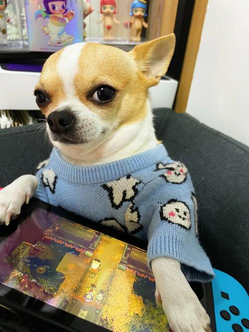 吉娃娃逃脱手游下载_吉娃娃逃脱官网下载_手机安卓苹果app