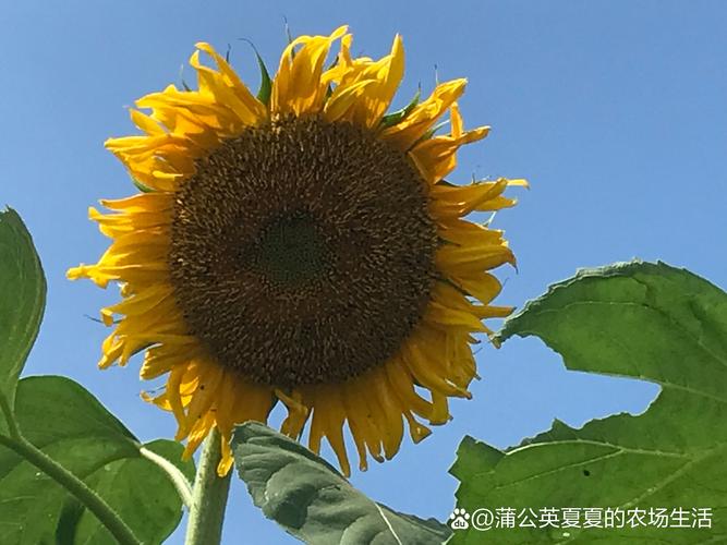 向日葵回家无敌版手游下载_向日葵回家无敌版官网下载_手机安卓苹果app