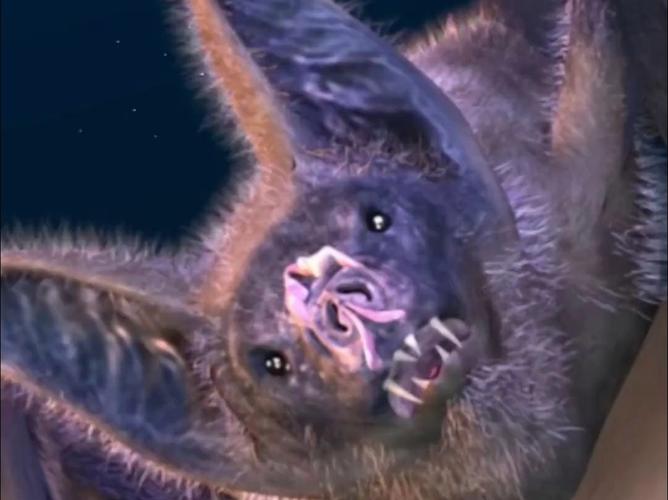 吸血蝙蝠的情人节游戏下载_吸血蝙蝠的情人节官网下载_手机安卓苹果app