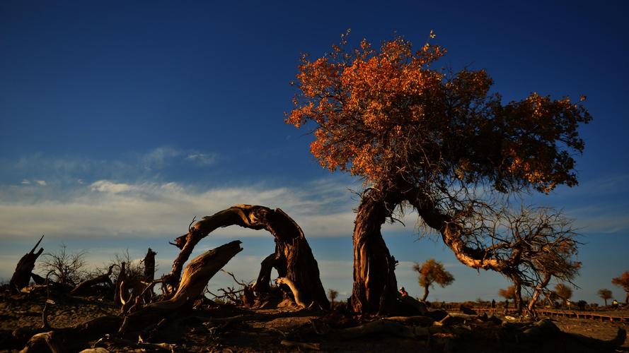 胡杨泪最全游戏攻略解说_胡杨泪最新游戏技巧通关