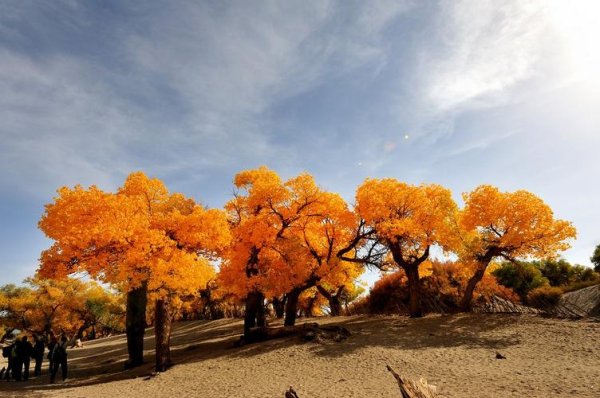 胡杨泪最全游戏攻略解说_胡杨泪最新游戏技巧通关