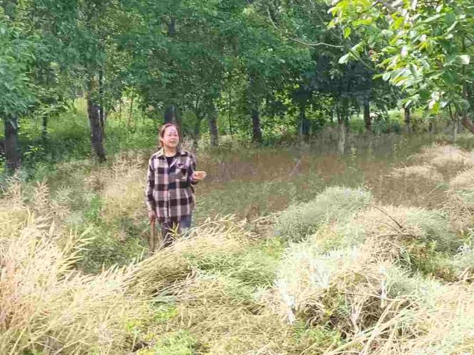 背灼炎天光最全游戏攻略解说_背灼炎天光最新游戏技巧通关