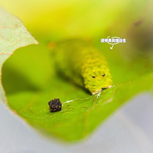 统帅青凤蝶最全游戏攻略解说_统帅青凤蝶最新游戏技巧通关