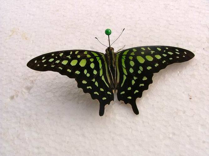 统帅青凤蝶最全游戏攻略解说_统帅青凤蝶最新游戏技巧通关