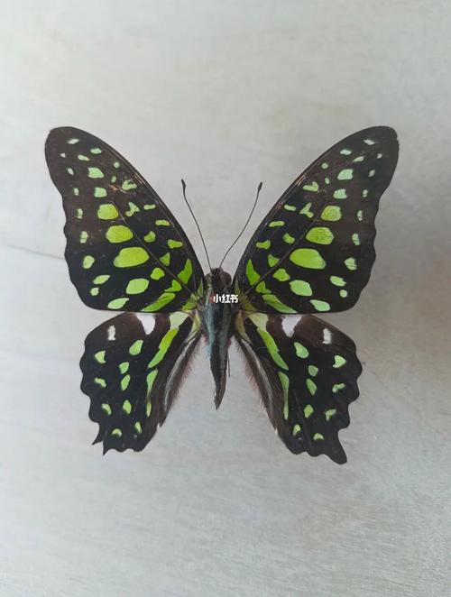 统帅青凤蝶最全游戏攻略解说_统帅青凤蝶最新游戏技巧通关