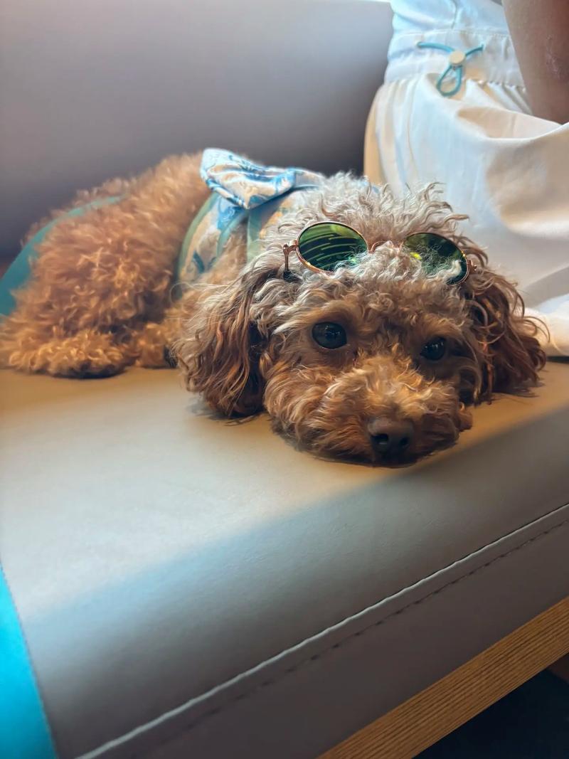 绝版宠物全宠物获取攻略_绝版宠物宠物培养技巧